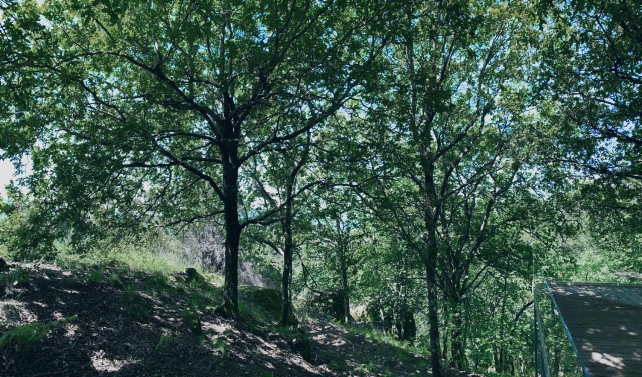 ויירה דו מיניו Oak Nature מראה חיצוני תמונה